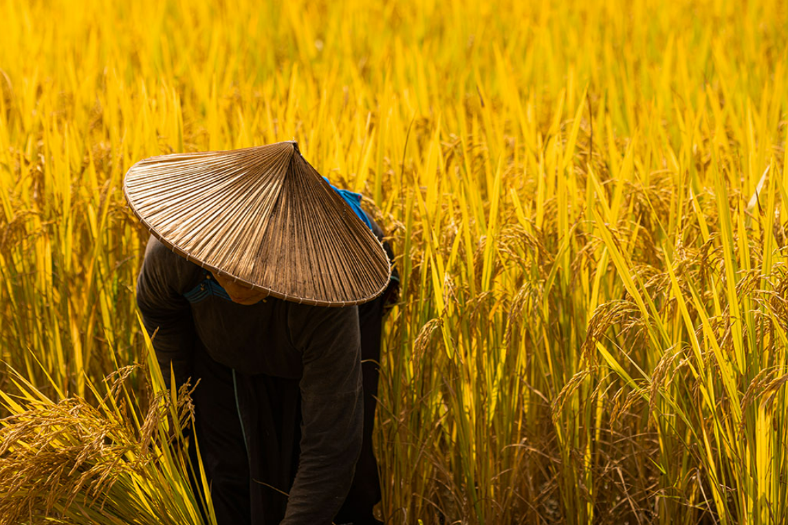 Top 8 Rice Fields in Vietnam